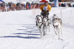 Lenk 2013